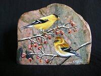 American Gold Finches