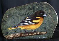 Baltimore Oriole. (SOLD)