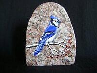 Blue Jay