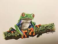 Karen's first coloured pencil drawing.  Tree frog, 2015